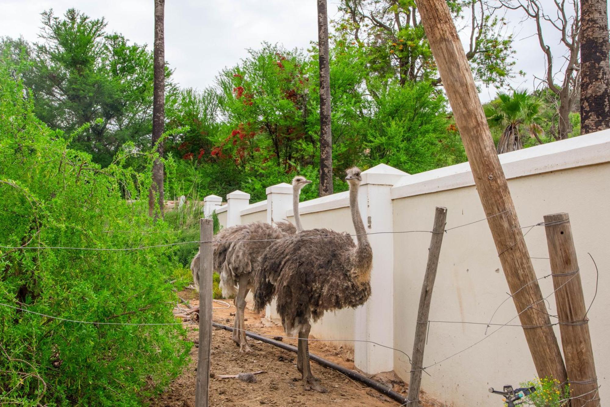 Bakenskraal Ostrich Palace Oudtshoorn Eksteriør bilde