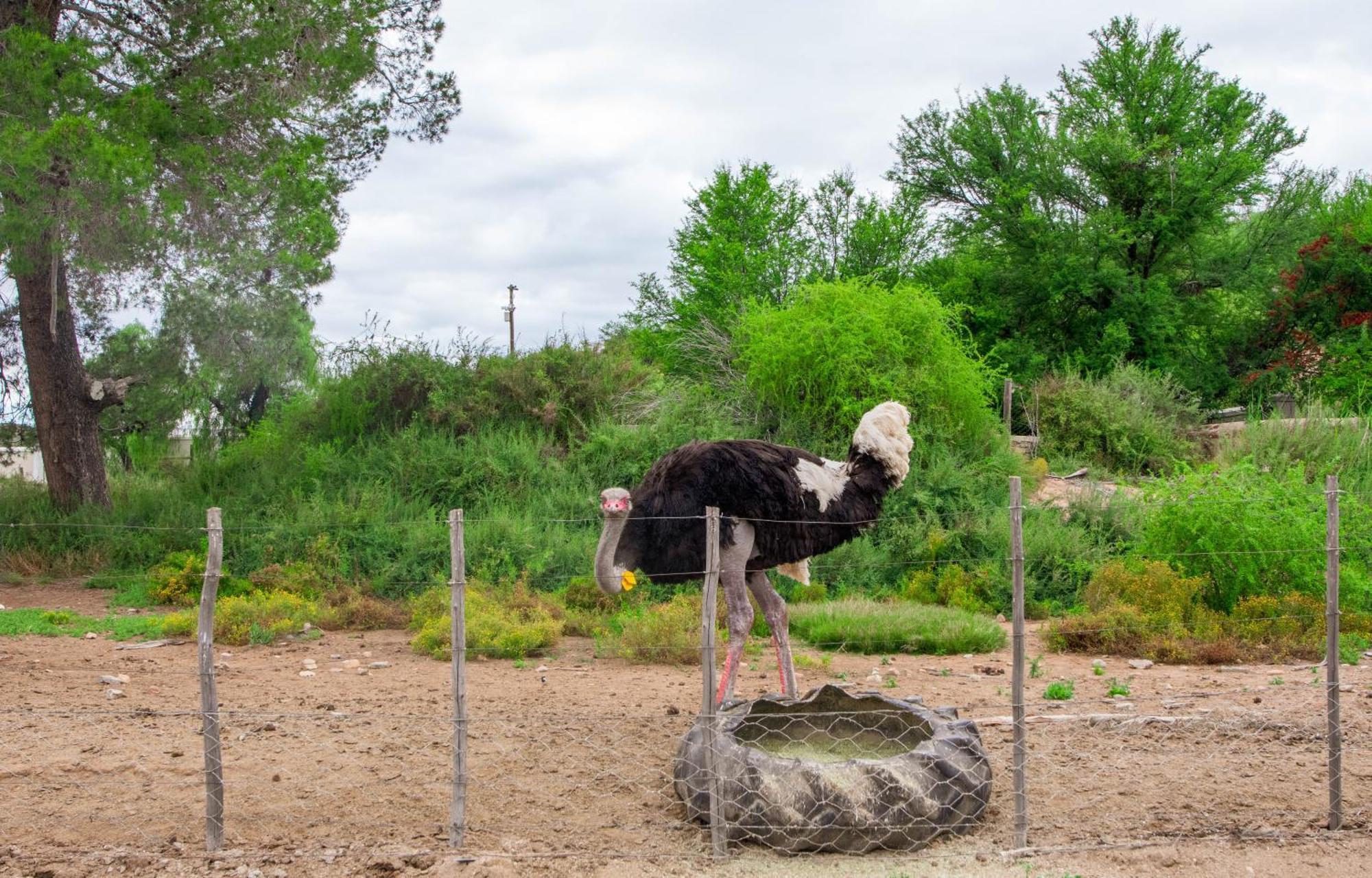 Bakenskraal Ostrich Palace Oudtshoorn Eksteriør bilde